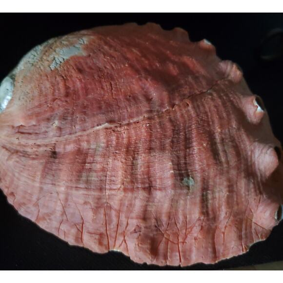 Vintage Large Red Abalone Shell Exquisite Specimen 7.5" Long X 6" Wide X 2" High - Picture 7 of 10